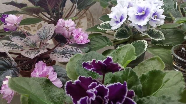 Моим фиалкам коронавирус не страшен ! Обзор стеллажа с фиалками смотреть онлайн