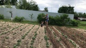 Первое окучивание картофеля легким культиватором.