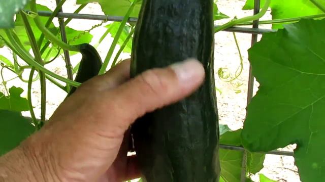 Luffa and Giant Sunflower Update July 12, 2014 at Luffa Ranch смотреть онлайн