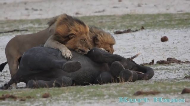 LIONS Kill an Elephant Львы убивают слоненка,саванна,львы,слоны,слоненок