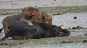 LIONS Kill an Elephant Львы убивают слоненка,саванна,львы,слоны,слоненок