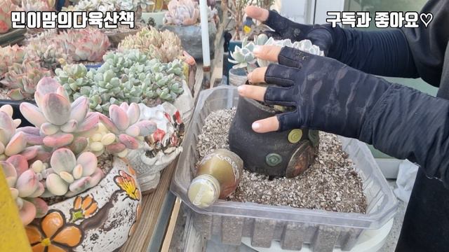 #버클리금 분갈이하며 흙배합과 키우는법 알아볼게요💕귀요미토분에 딱이죠 смотреть онлайн