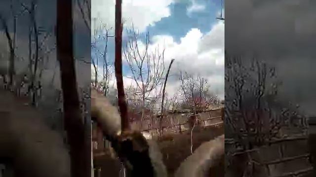 Прививка деревьев яблони, абрикос, ждем результат. смотреть онлайн