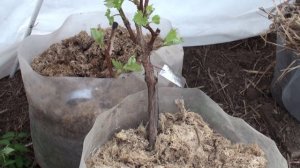 Контейнеры с саженцами винограда в теплице на 21 04 2015