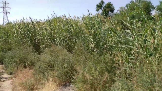 Красная набережная (3 часть). Большие исады, блошиный и птичий рынки, сетевязалка и гребная база. смотреть онлайн