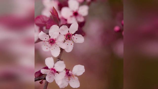 Секрет счастливой семьи смотреть онлайн