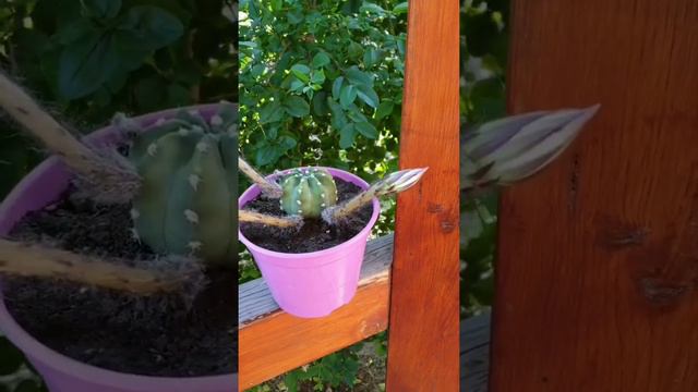 Echinopsis Subdenudata Cactus. First Time in Bloom