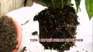 Пересадка гардении из торфа