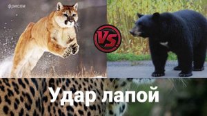Пума против барибала. Чёрный медведь против пумы! Непростая схватка!
