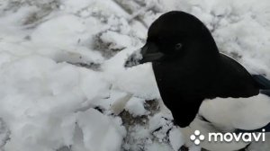 Говорящая сорока!!!)))