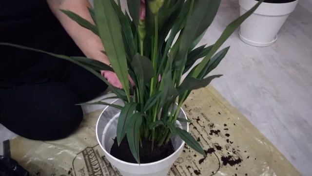 КУРКУМА (KURKUMA) комнатный цветок 🌺. смотреть онлайн