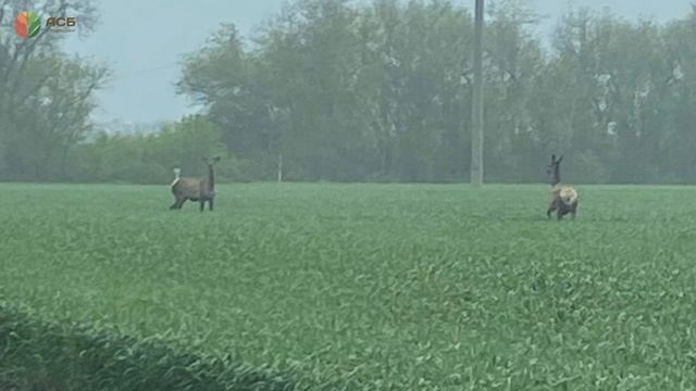 Сев подсолнечника/ Сев кукурузы/ Форум по охране труда/ Олени в полях/ Яровые культуры смотреть онлайн