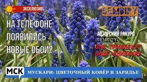 МУСКАРИ: ЦВЕТОЧНЫЙ КОВЁР В ЗАРЯДЬЕ. ЭКСКЛЮЗИВ. МСК. Выпуск от 21.05.2023