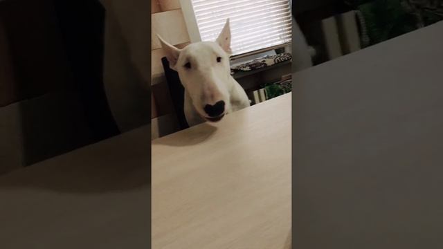 Бультерьер-собака убийца :D (когда очень хочется,но нельзя) смотреть онлайн