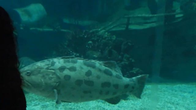 Burgers Zoo Arnheim Ocean 1 смотреть онлайн