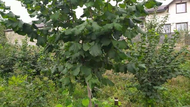 ФУНДУК . Результат по пересадке взрослых деревьев фундука !) смотреть онлайн