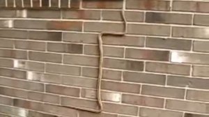 змея как ползет