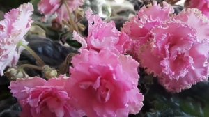 Фиалки! Фитоспорин, есть ли смысл его применять?