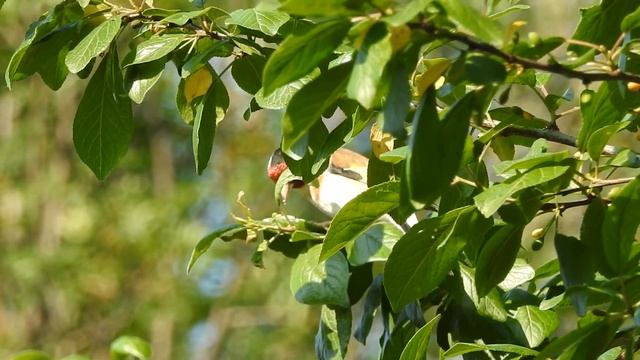 Птицы.Иваново.Щегол ловко поедает тлю с листьев сливы. смотреть онлайн