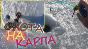 Охота на карпа! Поймали много карпят! Рыбалка на мормышку со льда!
