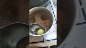 Как проверить гриб съедобный или ядовитый