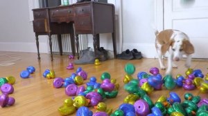 Puppy Surprised with Giant Golden Rubber Duck! Cute Puppy Dog Indie Gets Epic Rubber Ducky Surprise