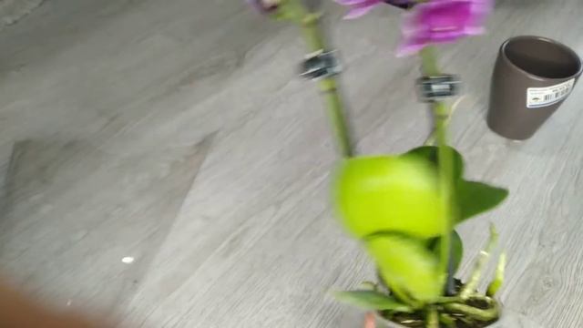 КАРЛИКОВЫЕ ОРХИДЕИ - мини фаленопсис Кранберри Ча Ча (Cranberry Cha Cha)