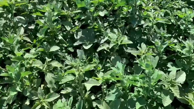 ОТПУСК НА ДАЧЕ/ПРОПОЛКА ОГОРОДА/ОДНА В РУЧНУЮ ПОЛЮ КАРТОШКУ/ВОТ ТАКАЯ ДАЧНАЯ ЖИЗНЬ смотреть онлайн