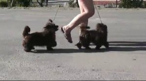 Русская цветная болонка