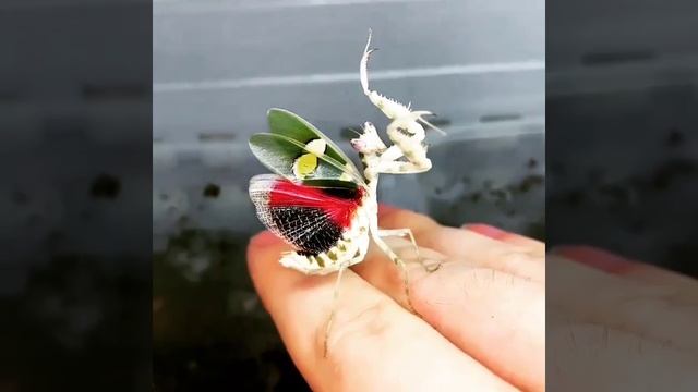 Орхидейный богомол (лат.Hymenopus coronatus). Малазийский цветковый, или орхидейный богомол