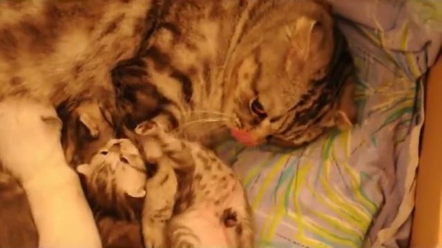 кошка ругает котенка, воспитание. смотреть онлайн