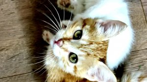 Забавные котята Мия и Лиза часть 2. Котята весело играют.