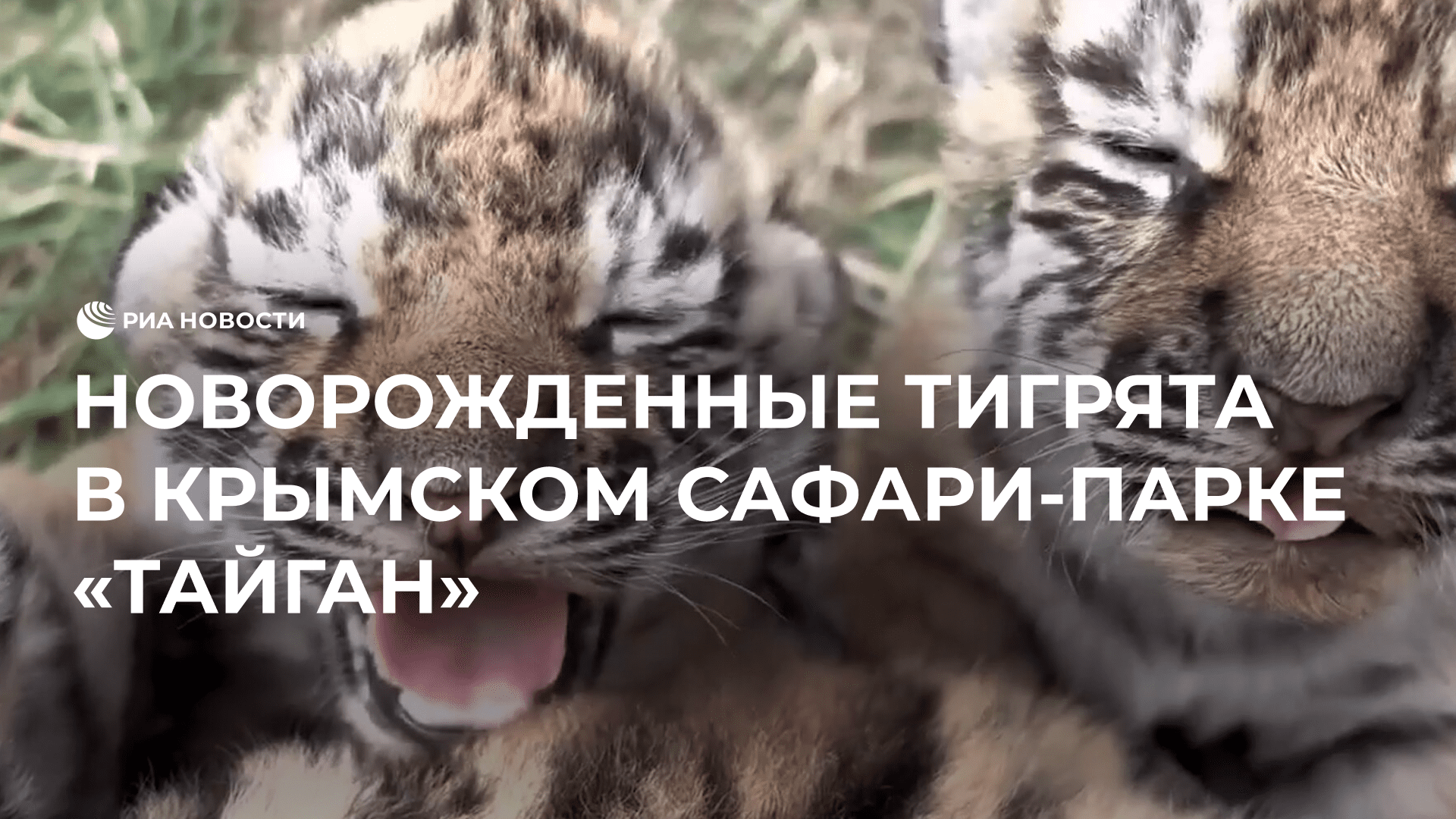 Новорожденные тигрята в крымском сафари-парке "Тайган"
