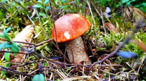 ВЛОГ ПЕРВЫЕ ГРИБЫ  / ОТКРЫЛИ СЕЗОН  / ПОШЛИ ГРИБЫ В САНКТ-ПЕТЕРБУРГЕ