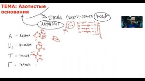 Что такое азотистые основания? Душкин объяснит