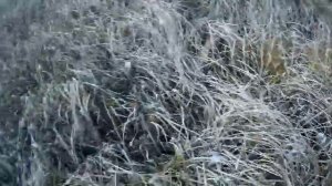 Заготавливаю корни сабельника на болоте.