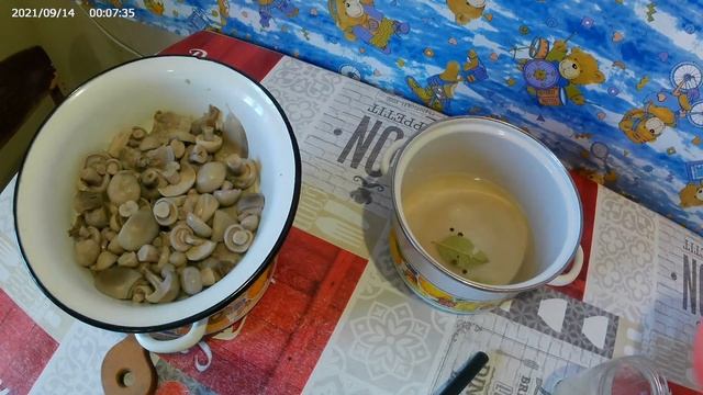 ГРИБЫ синие ножки на зиму смотреть онлайн