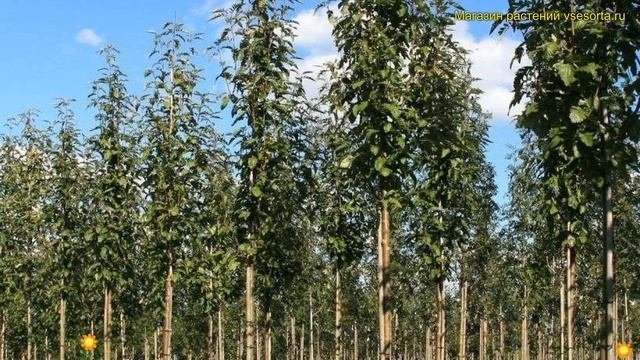Рябина тюрингская Фастигиата. Краткий обзор, описание характеристик Sorbus X Thuringiaca Fastigiata