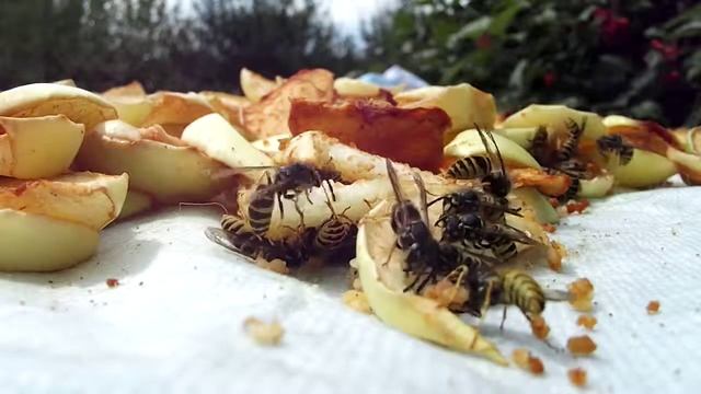 Макросъемка ПЧЁЛЫ (fujifilm finepix s2950 video test) смотреть онлайн