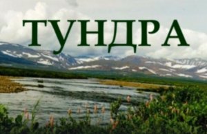 Окружающий мир Тундра Арктика Ледяная зона