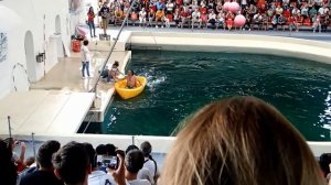 Dolphins show Varna - Дельфинарий в Варне