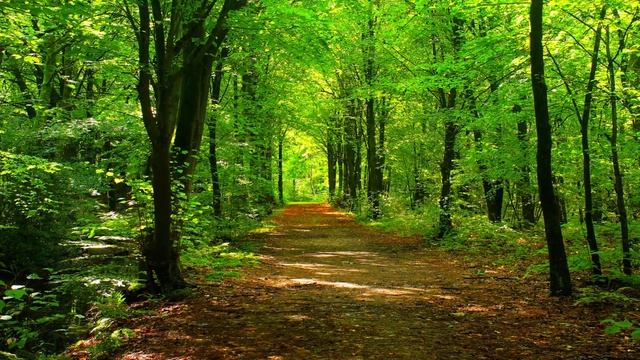 ЭЛЕГИЯ -- чудесная мелодия Сергея Чекалина, а также Пение ПТИЦ, шум ВОДОПАДА, журчание РУЧЬЯ смотреть онлайн