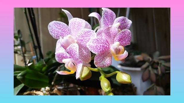 Орхидеи, фаленопсис Замбия и Фаленопсис Сансет лав, Phalaenopsis Zambia, Phalaenopsis Sunset Love