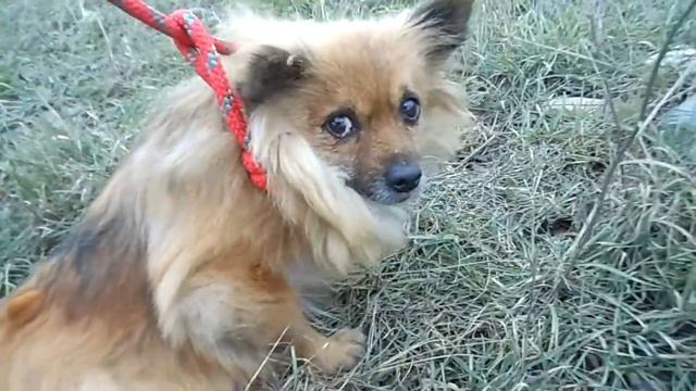 Метис шпица,найден на Студгородке. смотреть онлайн