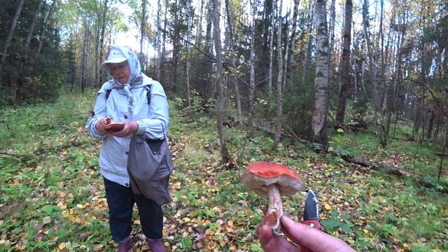 ПО ГРИБЫ в лес 26 сент 2023 2ч. смотреть онлайн