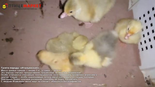 Суточные гусята породы Итальянские смотреть онлайн