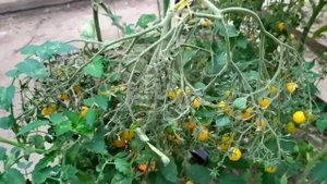 ТОМАТЫ ОРАНЖЕВЫЙ КОКТЕЙЛЬ (ЧЕРРИ)