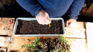 Остеоспермум черенкование, перевалка в горшок.