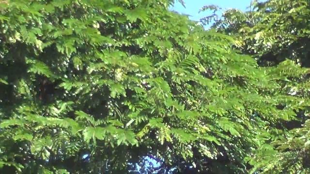 teste handycam 30x optical em sr25 ares смотреть онлайн