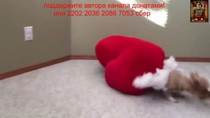 смешные видосы для поднятия настроения